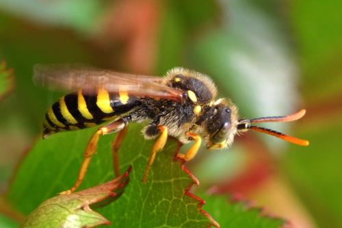 Nomada sp.